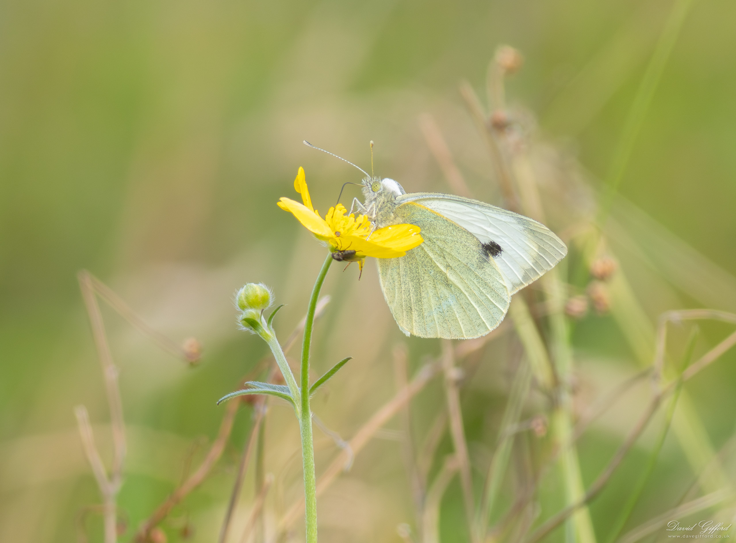 Photo: Buttercup Butterfly