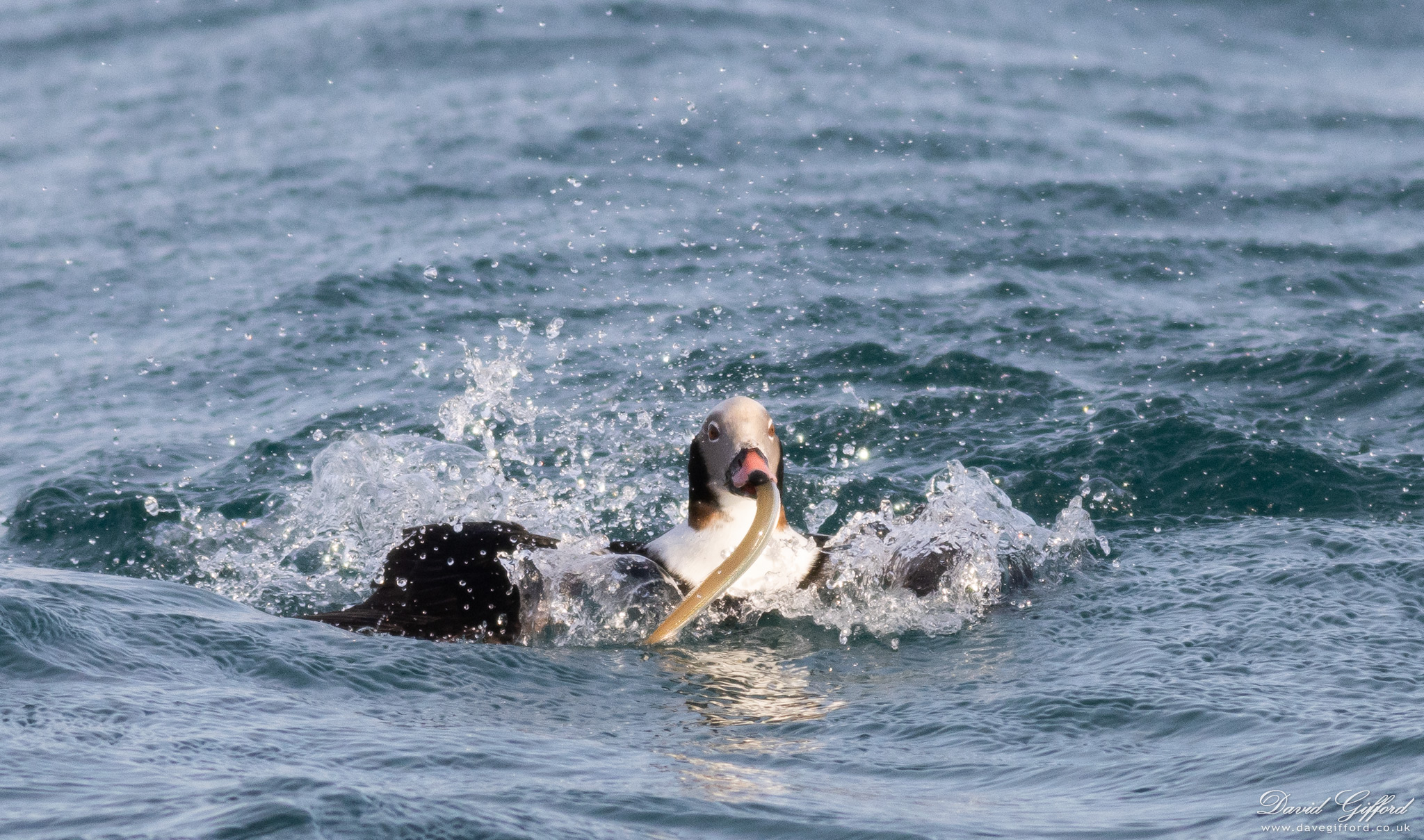 Photo: Long-tailed Duck with Catch