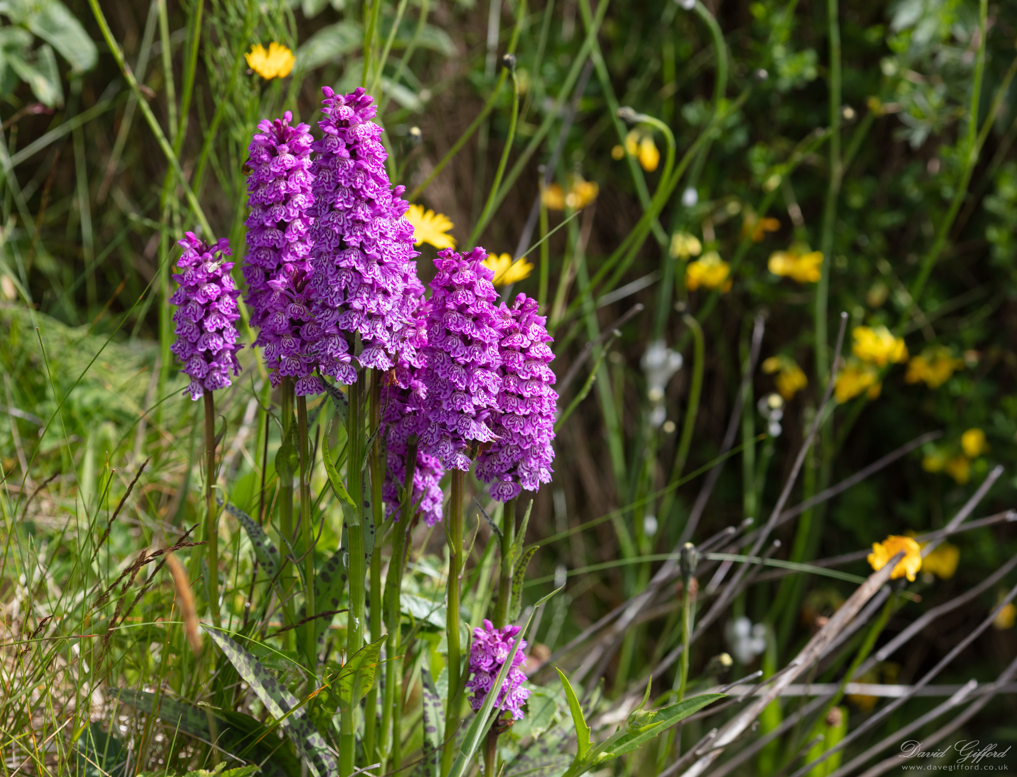 Photo: Hybrid Orchid