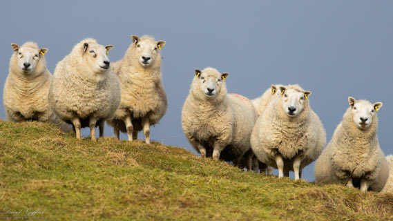 Sheep Ridge