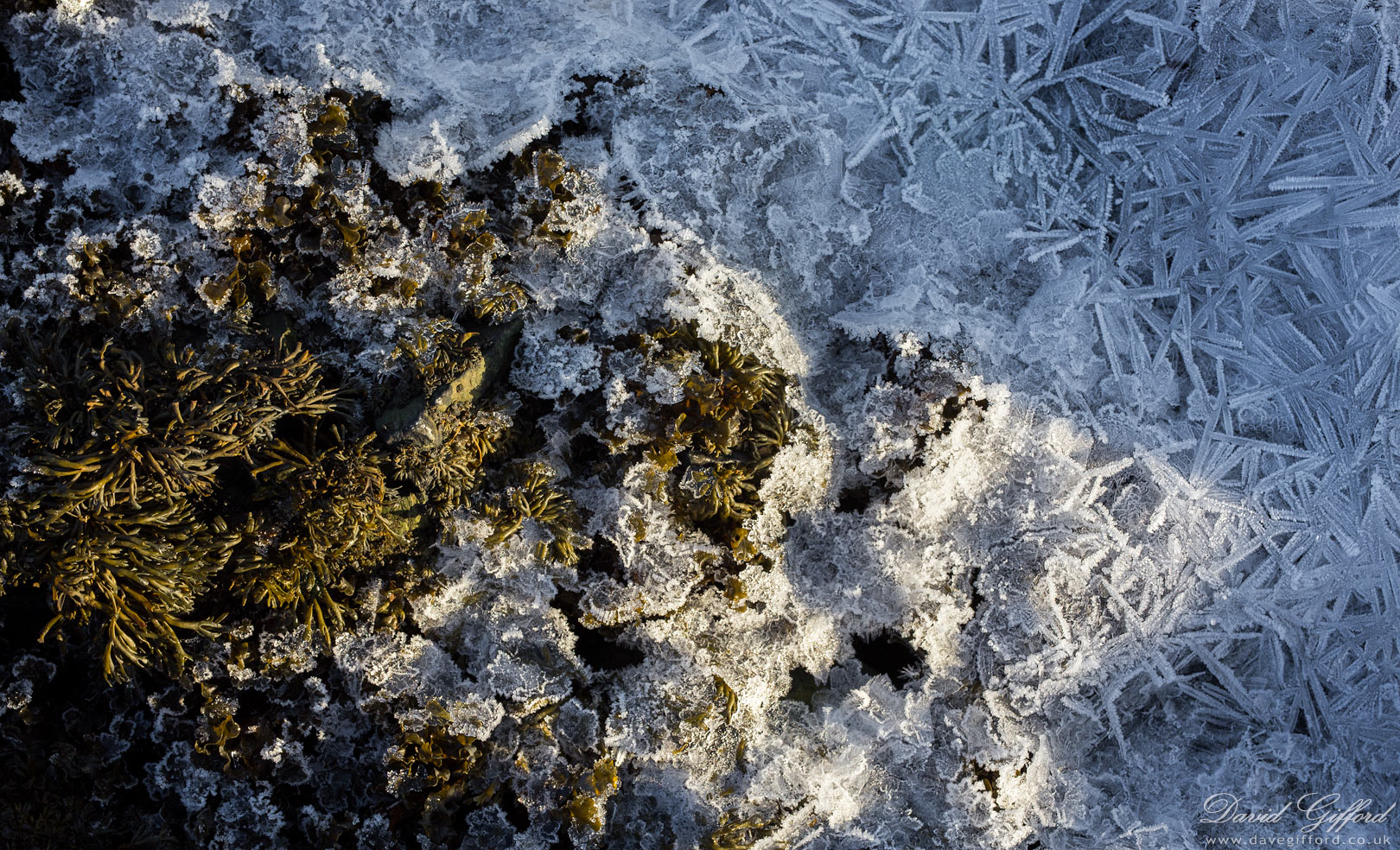 Photo: Ice Crystals amongst Seaweed