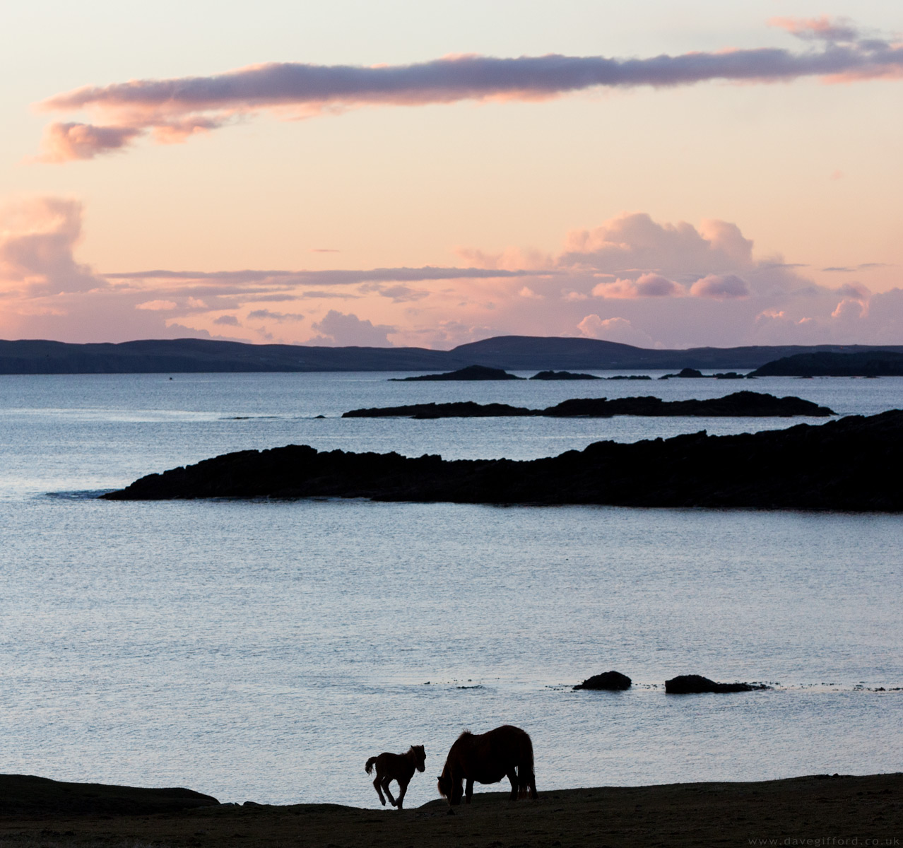 Photo: Shetland Pony Sunset