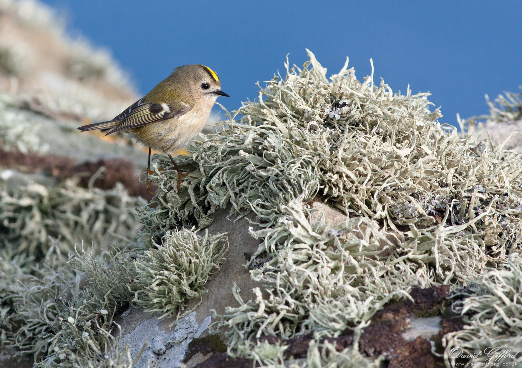 Photo: Goldcrest (2)