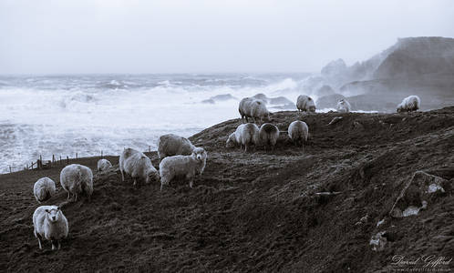 Sea Sprayed Sheep