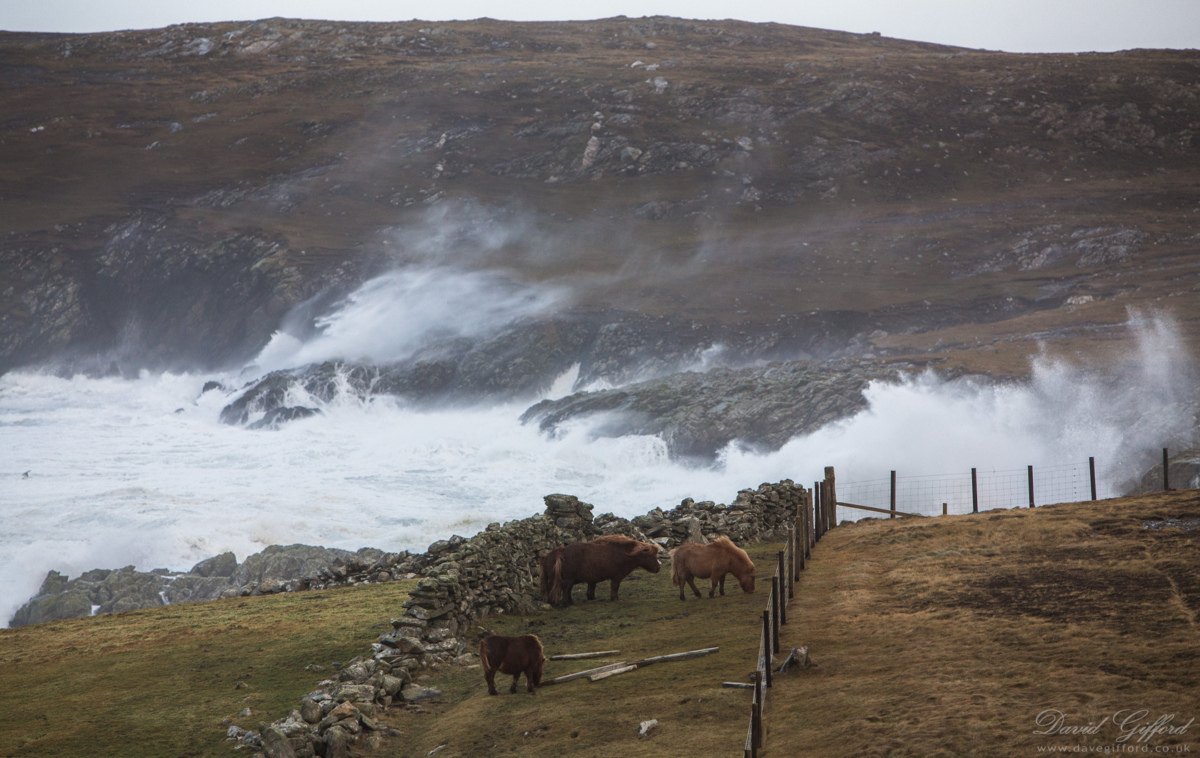 Photo: Sea Sprayed Shetland Ponies