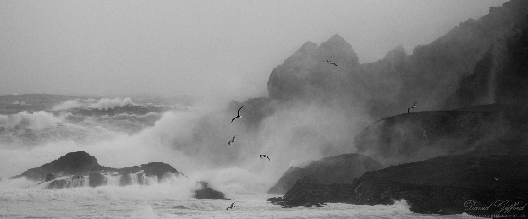 Sea Sprayed Gulls