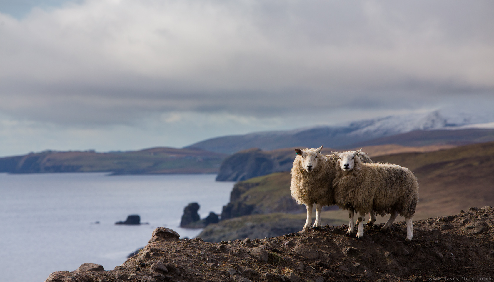 Photo: Hill Sheep