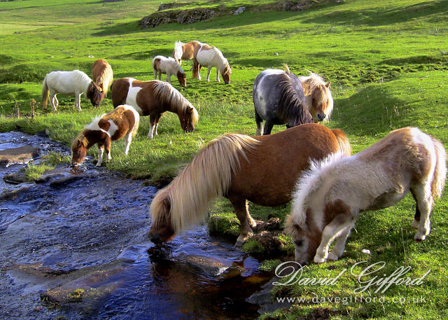 Photo: Shetland Ponies