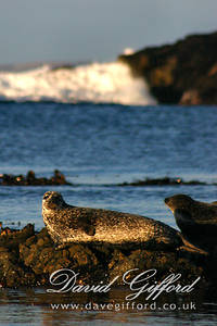 Seasonal Shetland Seal