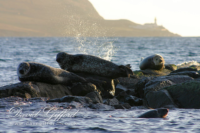 Bressay Lighthouse Seals