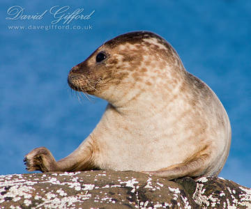 Shetland Seal