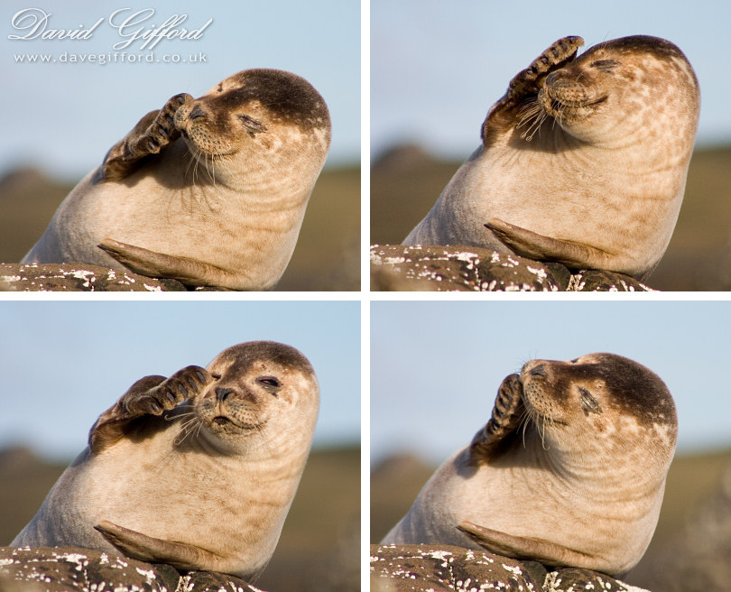 Photo: Sleepy Seal