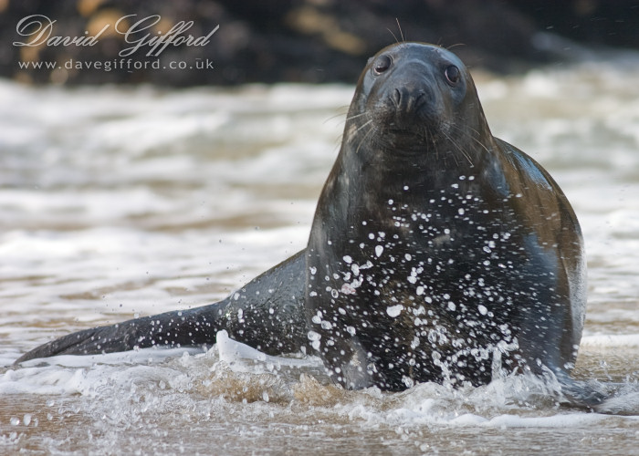 Photo: Bull Grey Seal