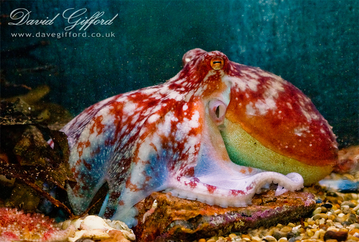 Photo: Octopus