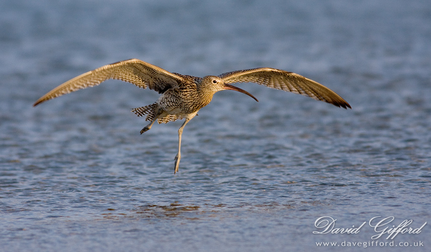 Photo: Curlew in Flight