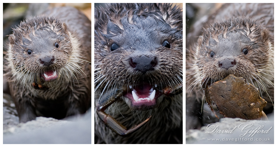 Photo: Otter Feast