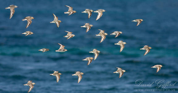 Sanderlings in Flight