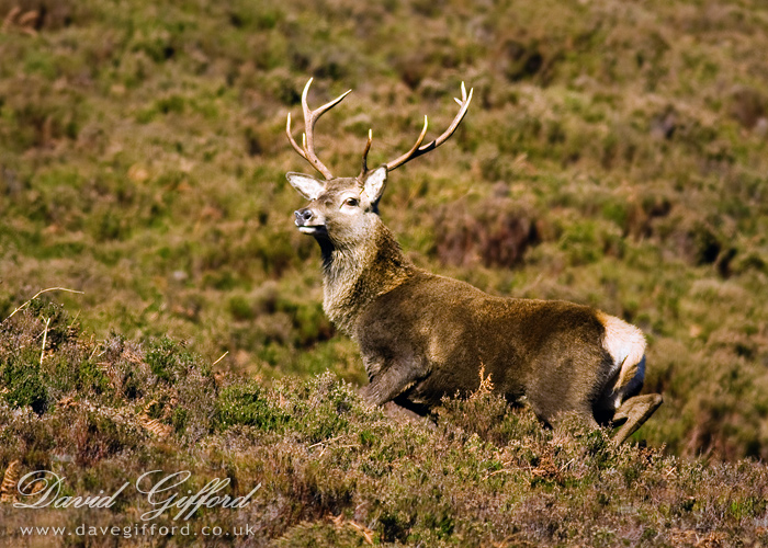 Photo: Stalking the Stag