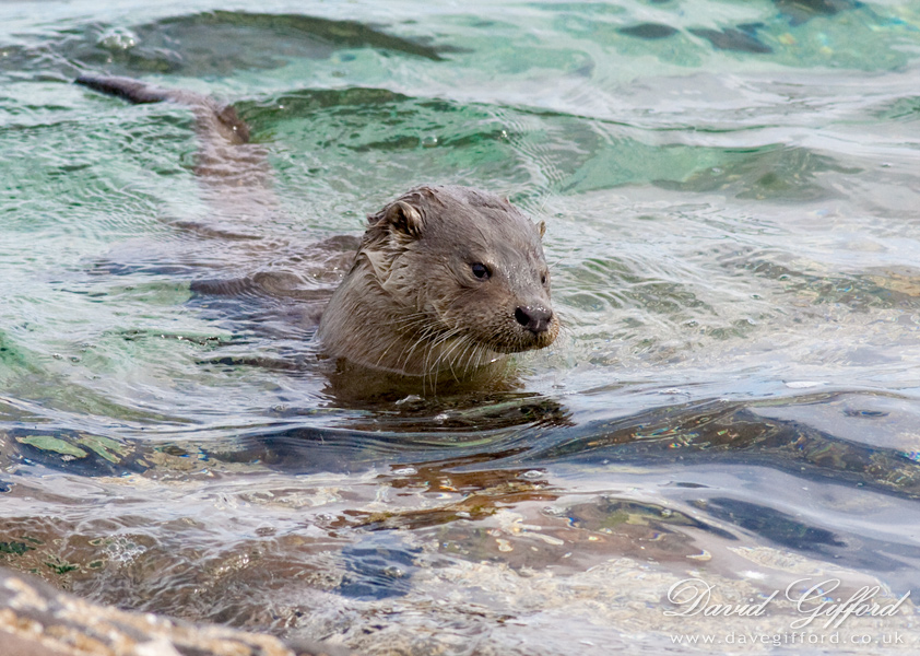 Photo: Bressay Otter