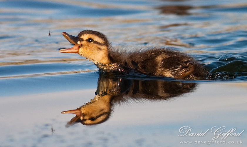 Photo: Duckling Feast