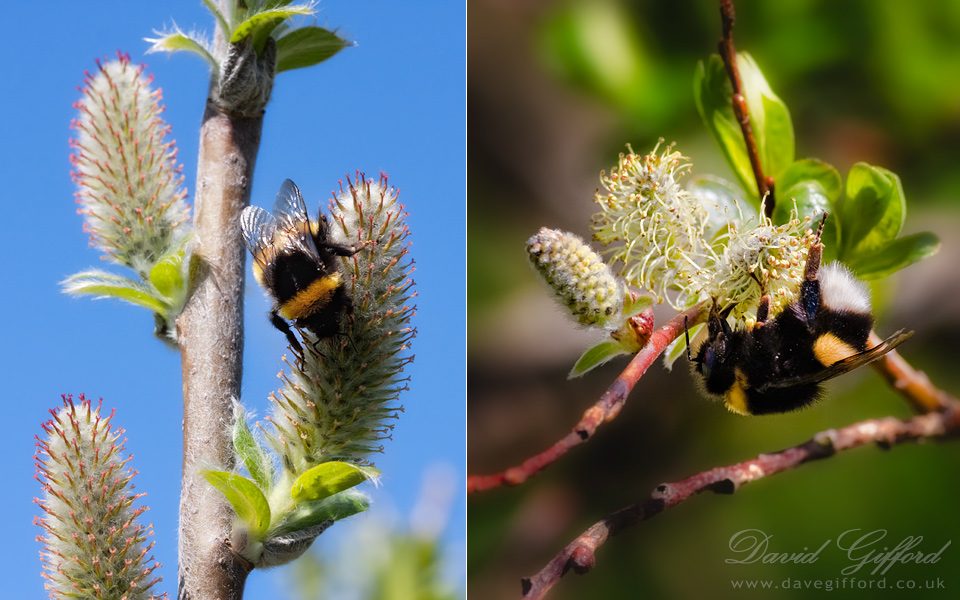 Photo: Busy Bees