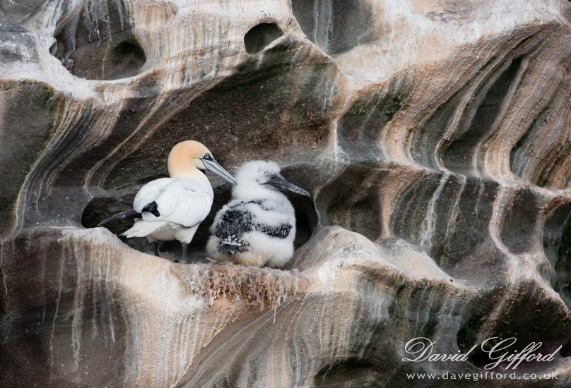 Photo: Gannet and Chick