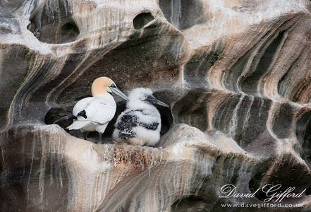 Gannet and Chick