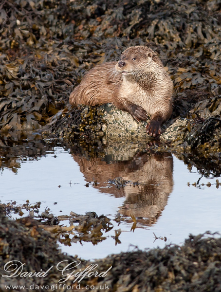 Photo: Otter Reflection