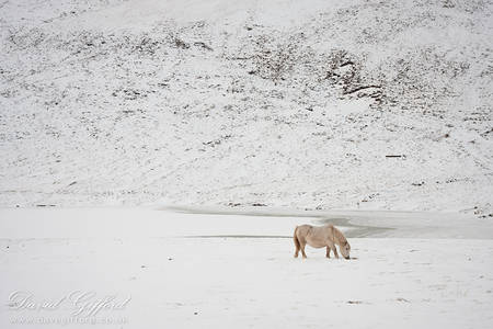 Pony in the Snow