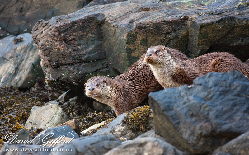 Wild Shetland Otters
