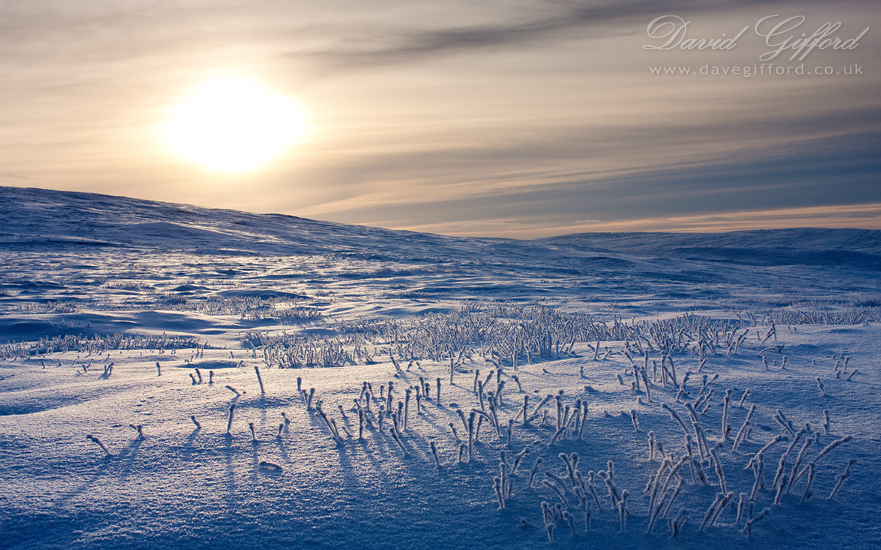 Winter Wilderness | David Gifford Photography