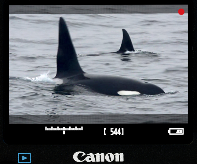 Photo: Killer Whale Video