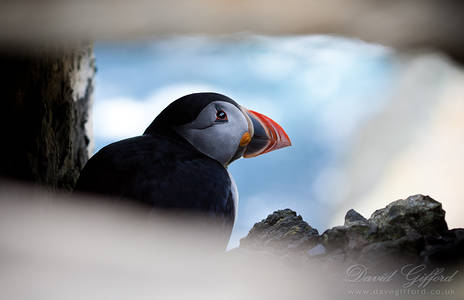 Puffin View