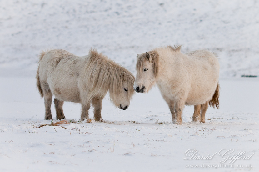 Photo: Shetland Ponies in the Snow