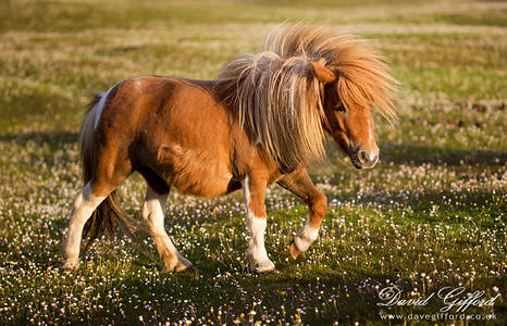 Shetland Pony in the Sun
