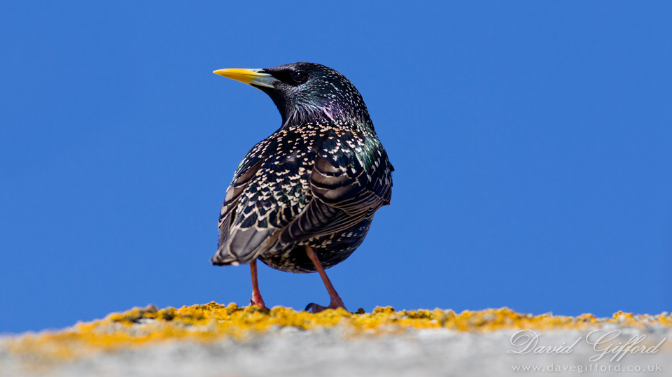 Photo: Shetland Starling (3)