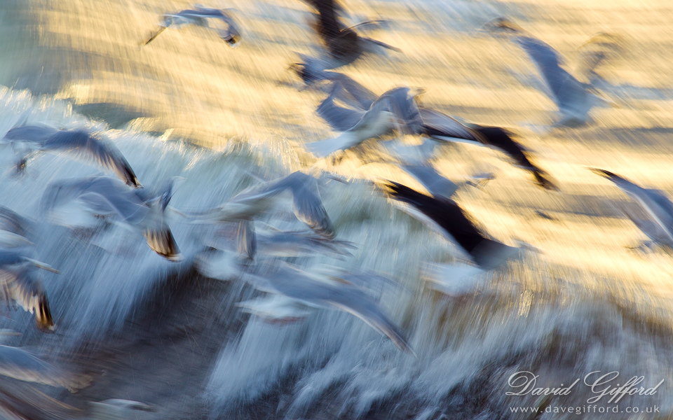 Waves of Wings David Gifford Photography