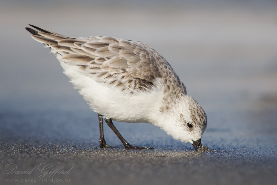 Sanderling at the Beach