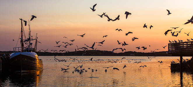 Gulls in the Sunset