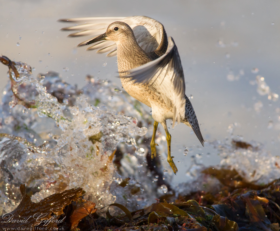 Photo: Knot Take Off