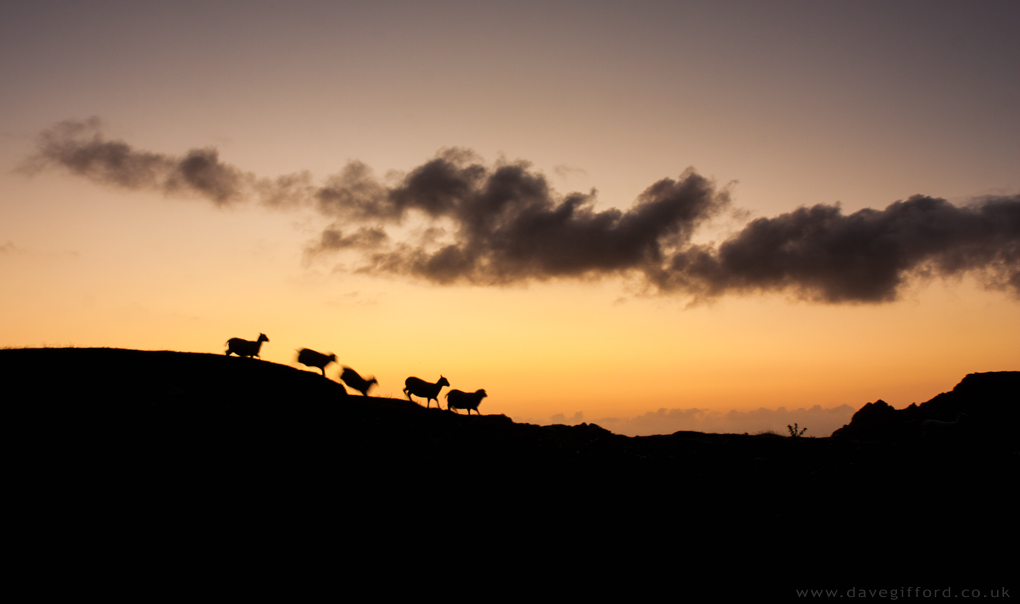 Photo: Counting Sheep