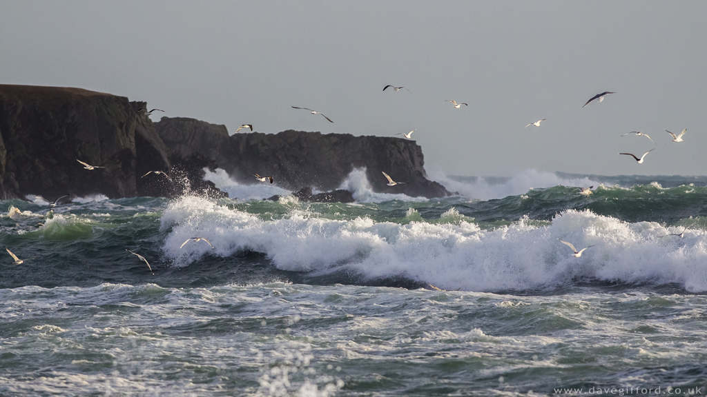 Gulls above the Waves