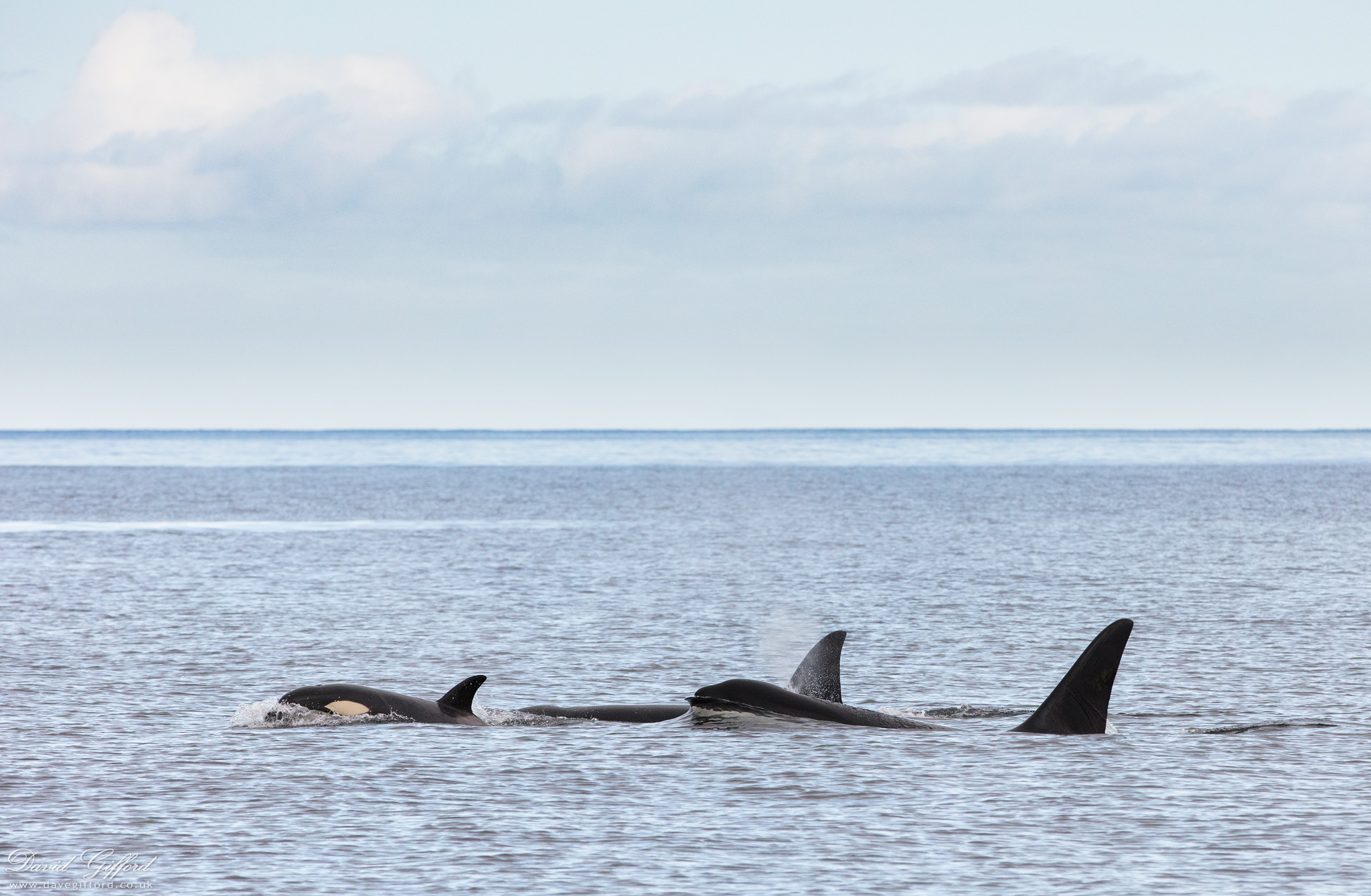 Photo: Blue Skies, Calm Sea, and Killer Whales