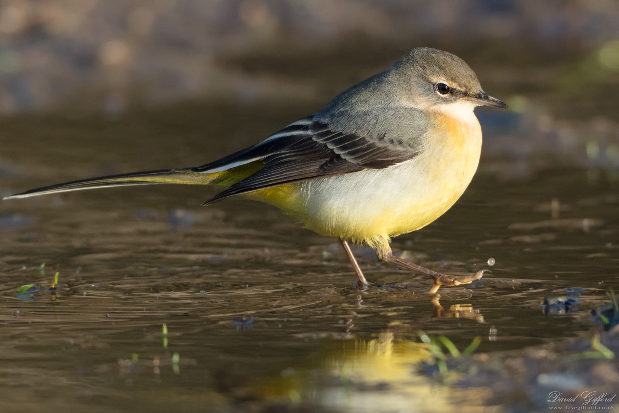 Colourful Grey Wagtail