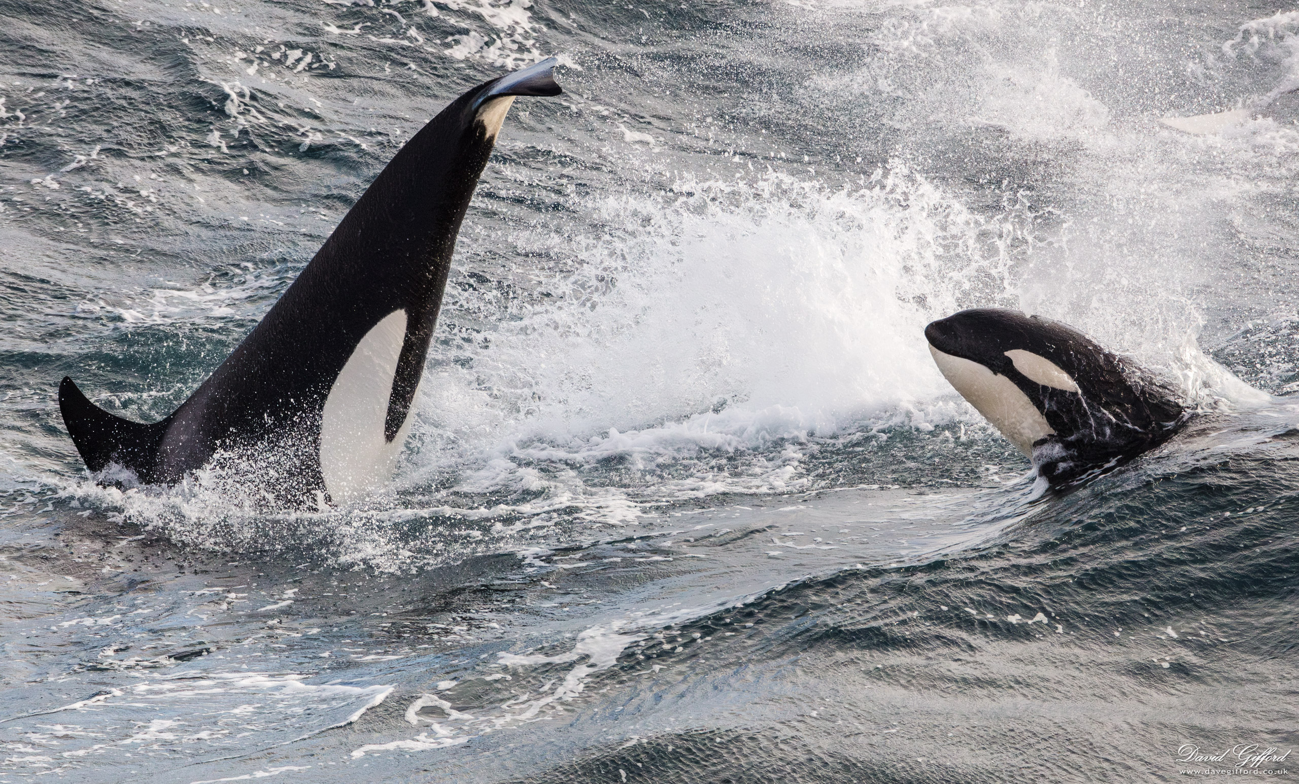 Photo: Killer Whale Socialising?