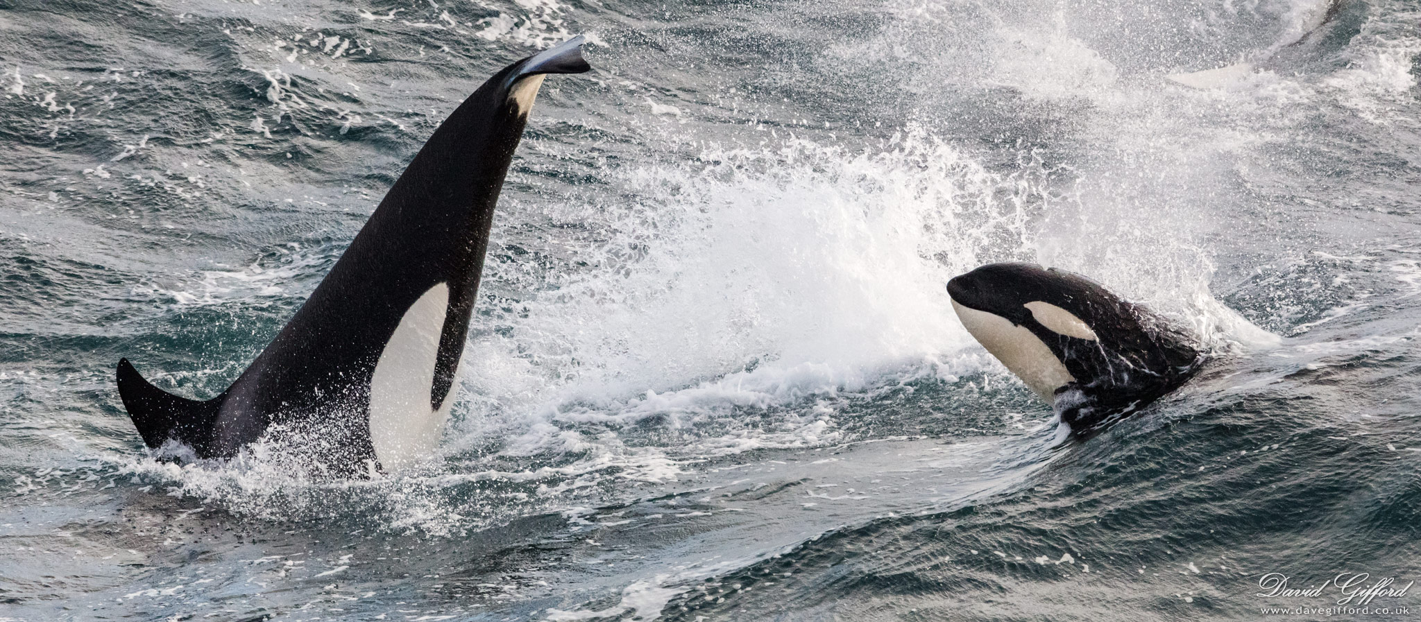 Photo: Killer Whale Socialising?