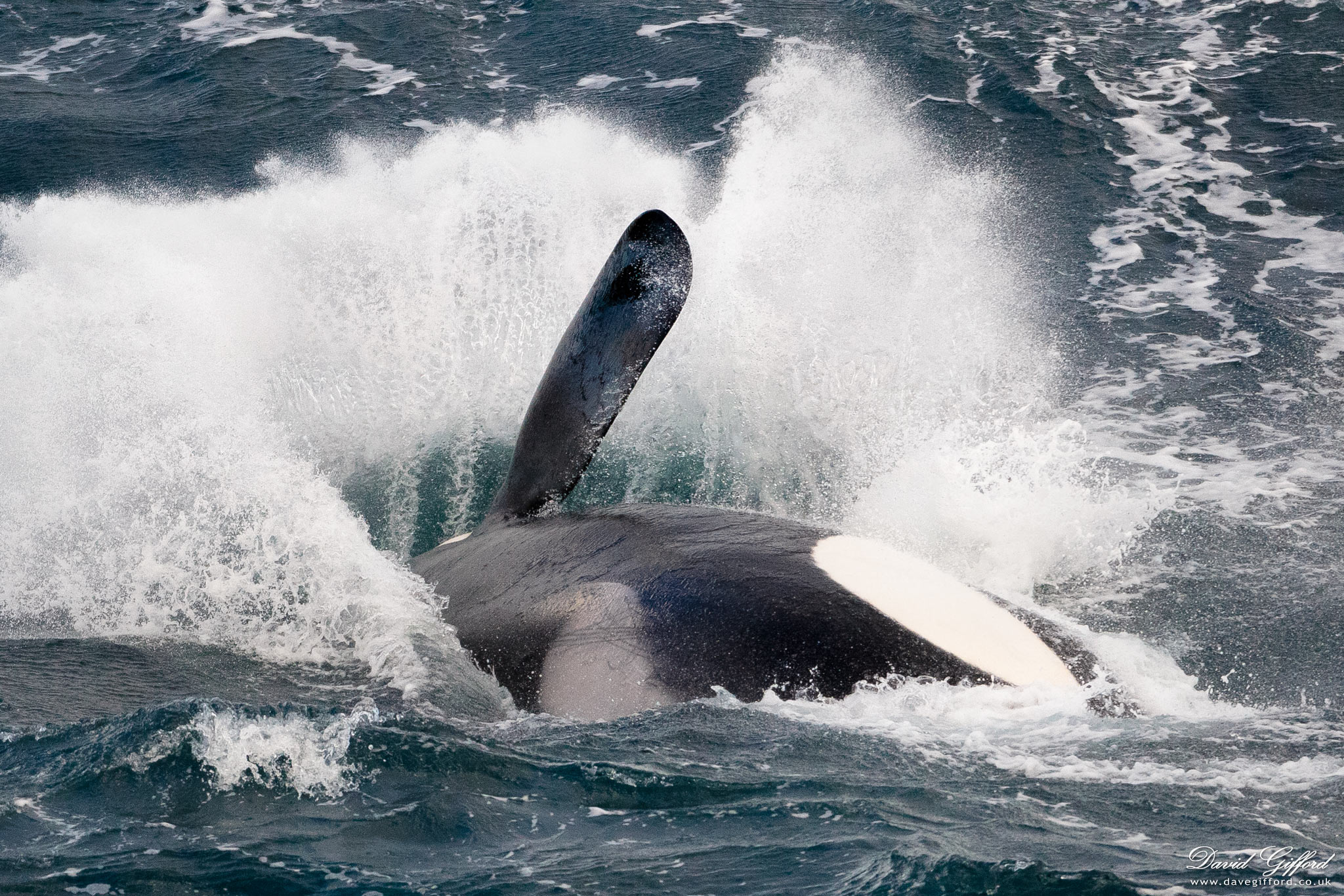 Photo: Killer Whale Splash