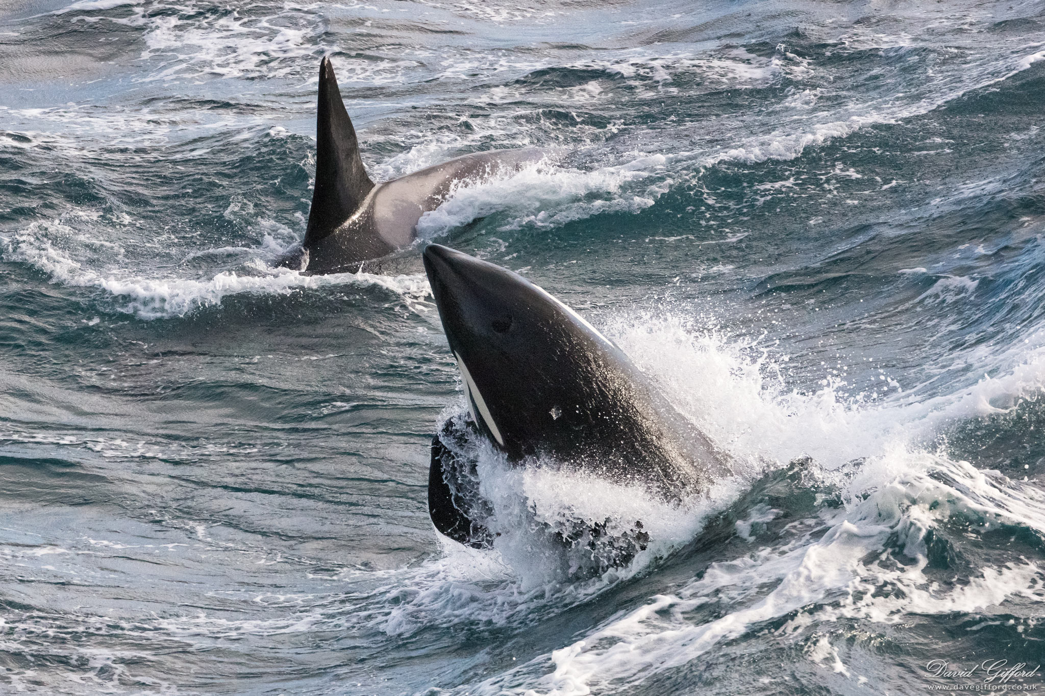 Photo: Killer Whale Surf