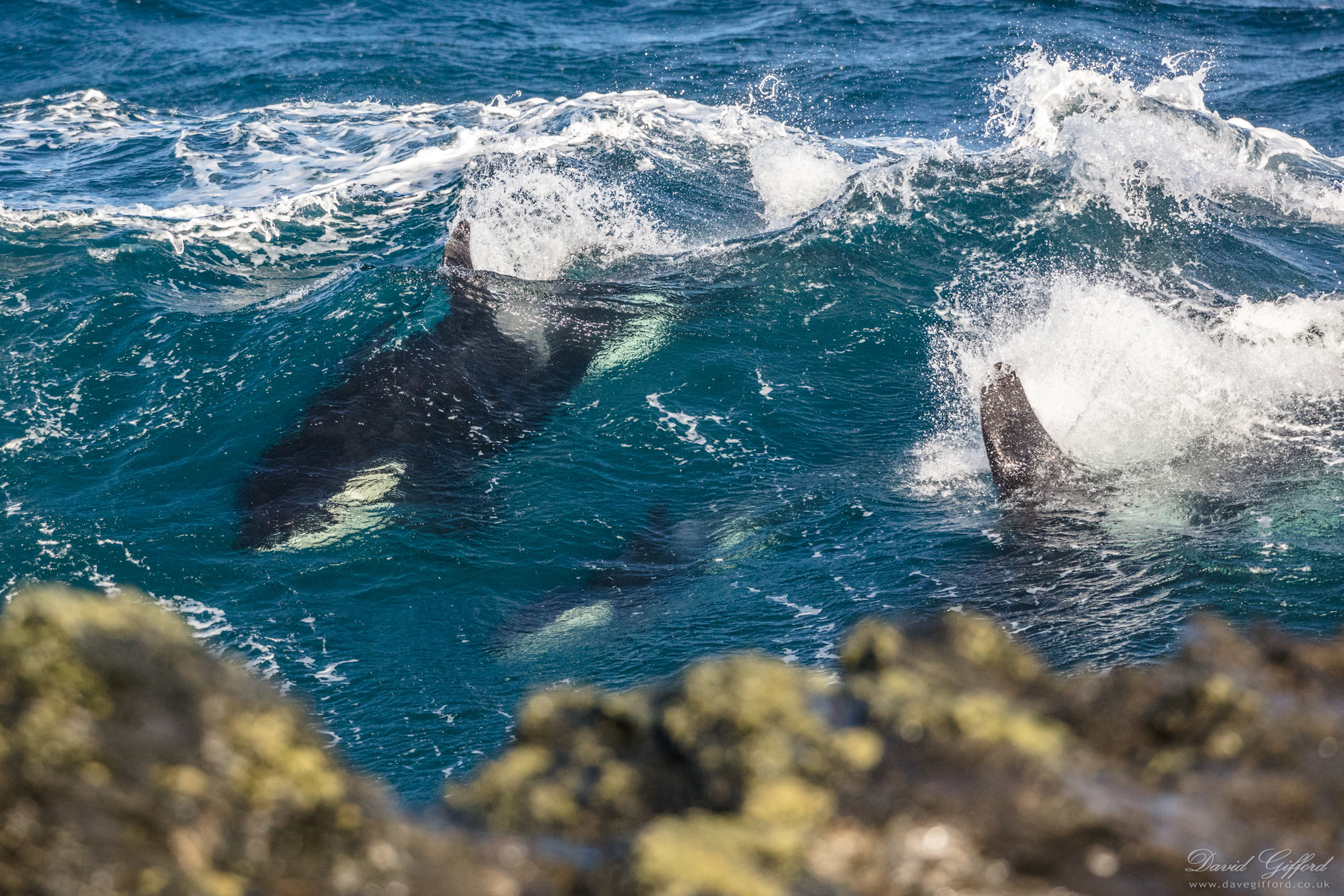Photo: Killer Whale Surge