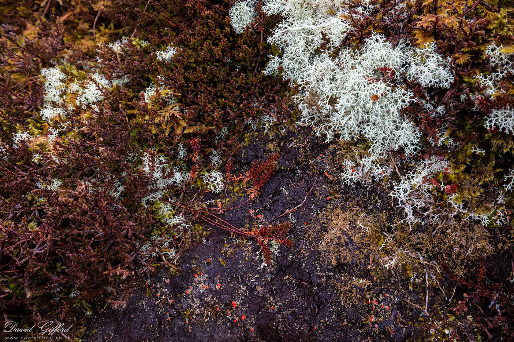 Lichen, Moss and Heather